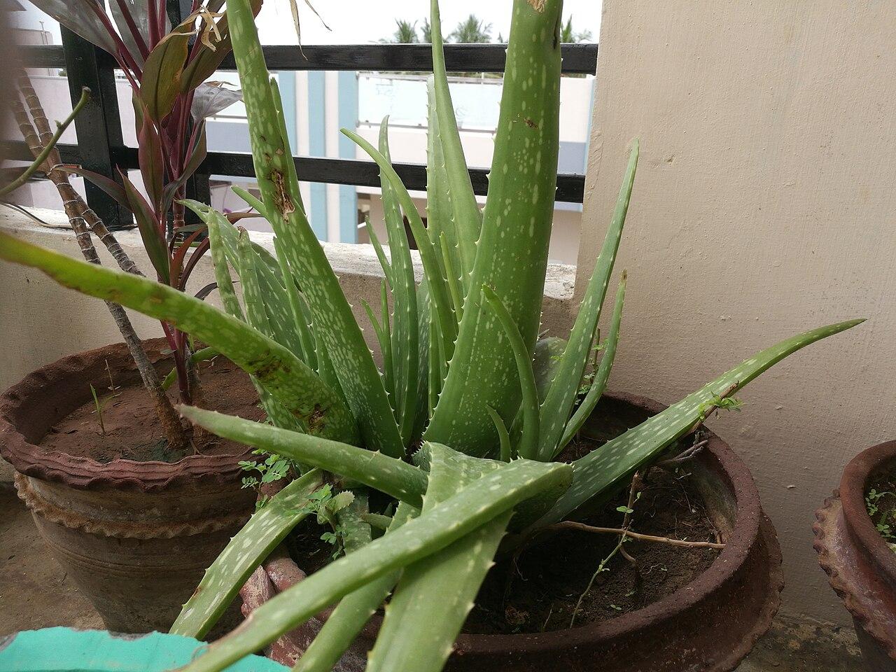 Aloe vera plant with thick fleshy toothed leaves in a terracotta pot