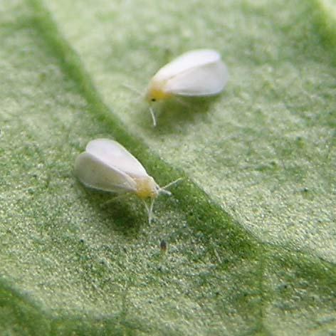Two whitefly adults on a leaf surface