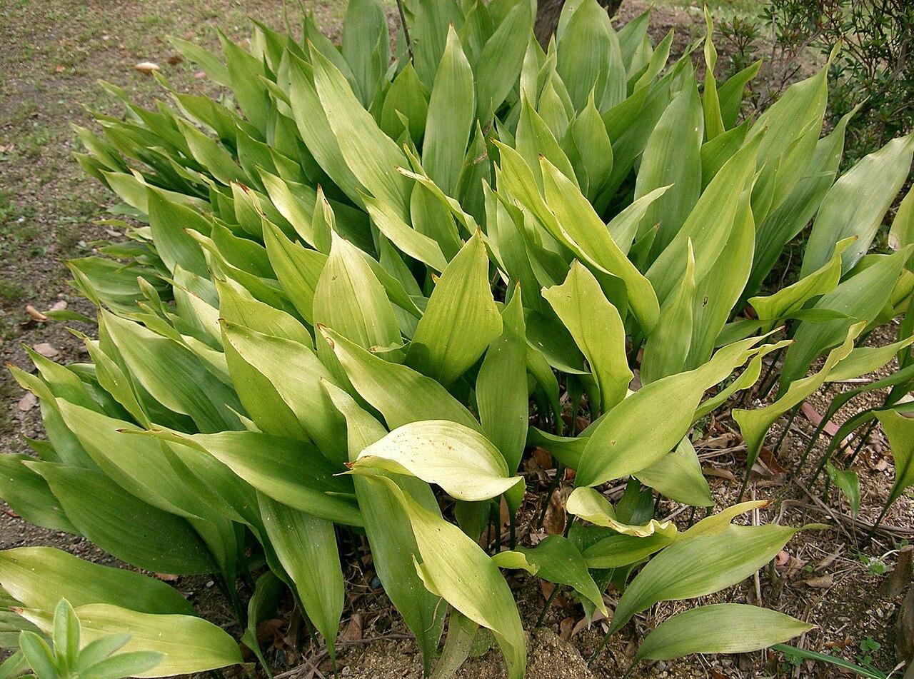 Cast iron plant, Aspidistra elatior, with broad upright dark green leaves