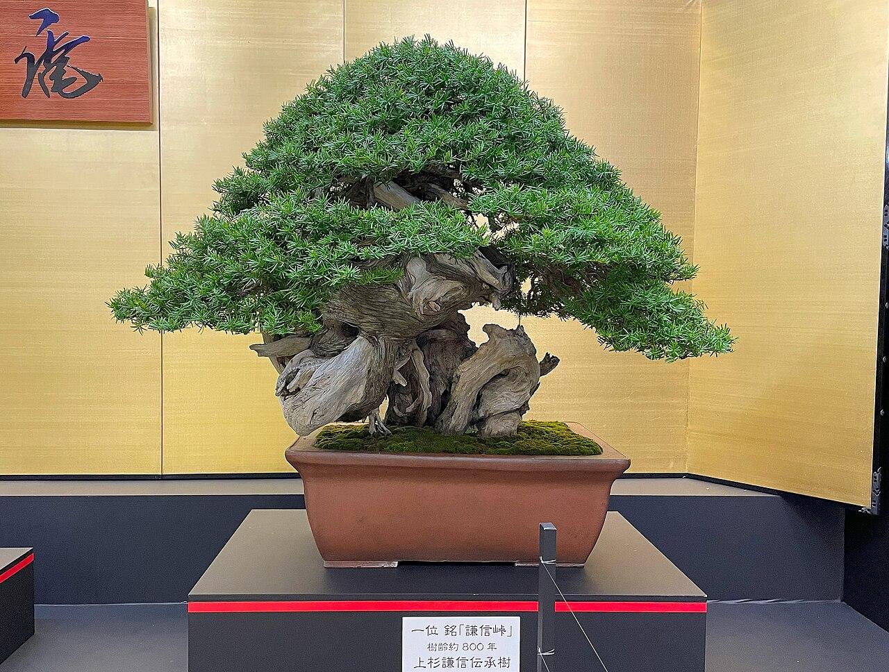 Styled bonsai tree in a shallow ceramic pot on a wooden display stand