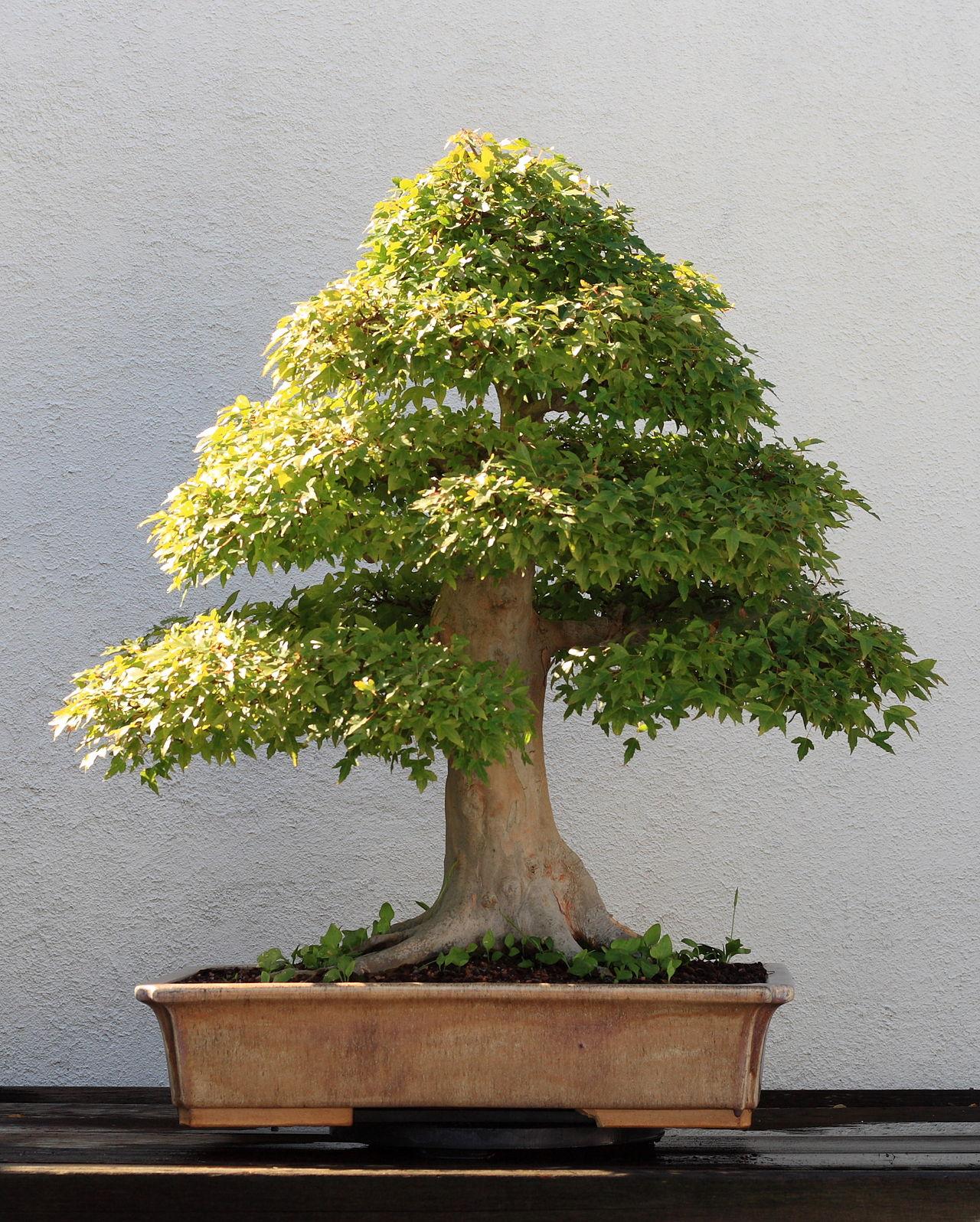 Trident maple bonsai in a shallow rectangular pot, surface roots spreading over the soil