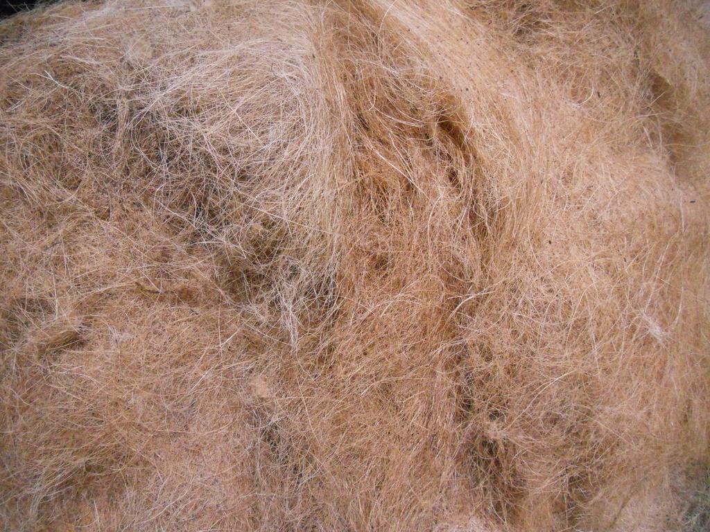 Coconut coir fibre, the raw material for coco peat potting media