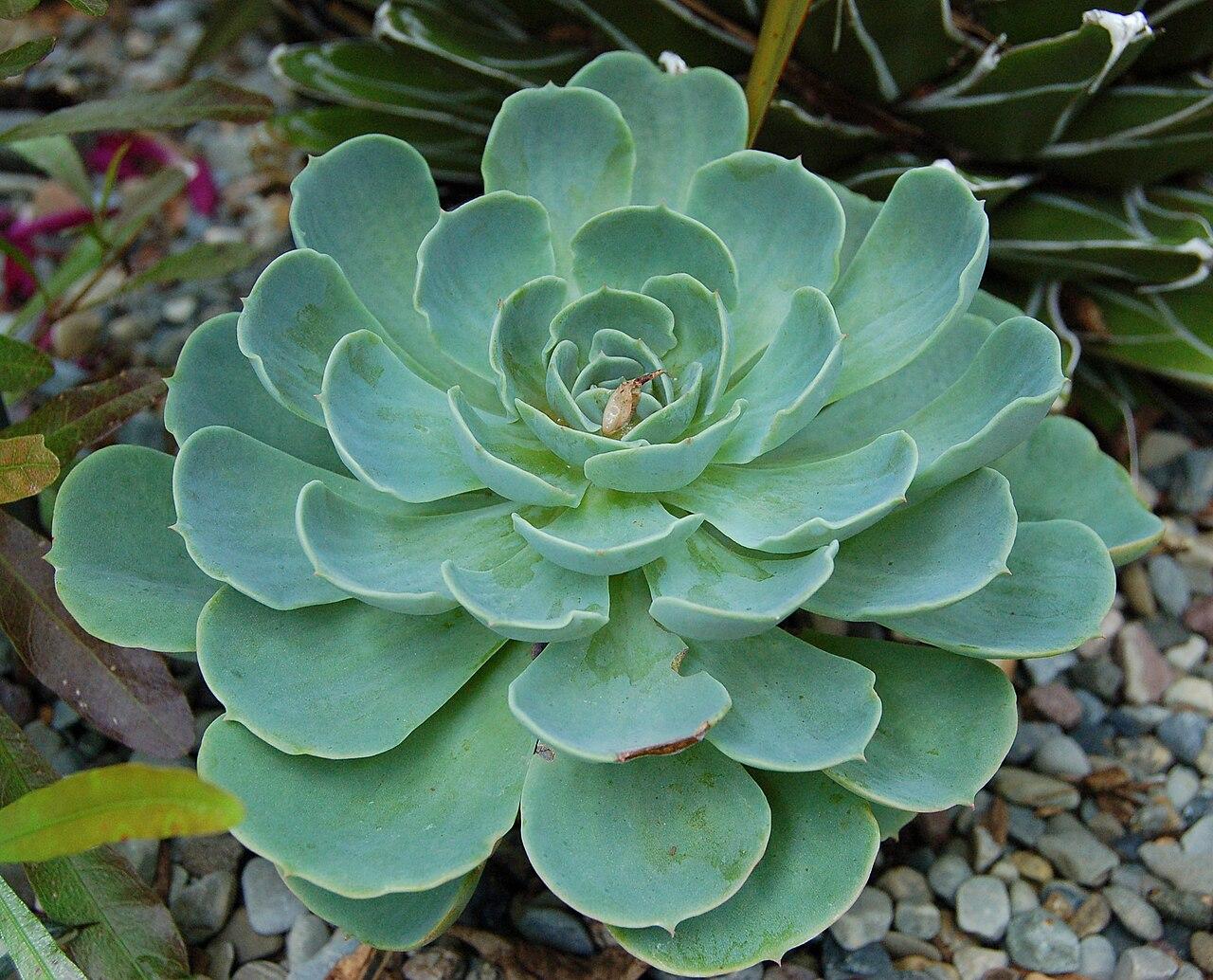 Echeveria rosette with tightly overlapping pale blue-green leaves