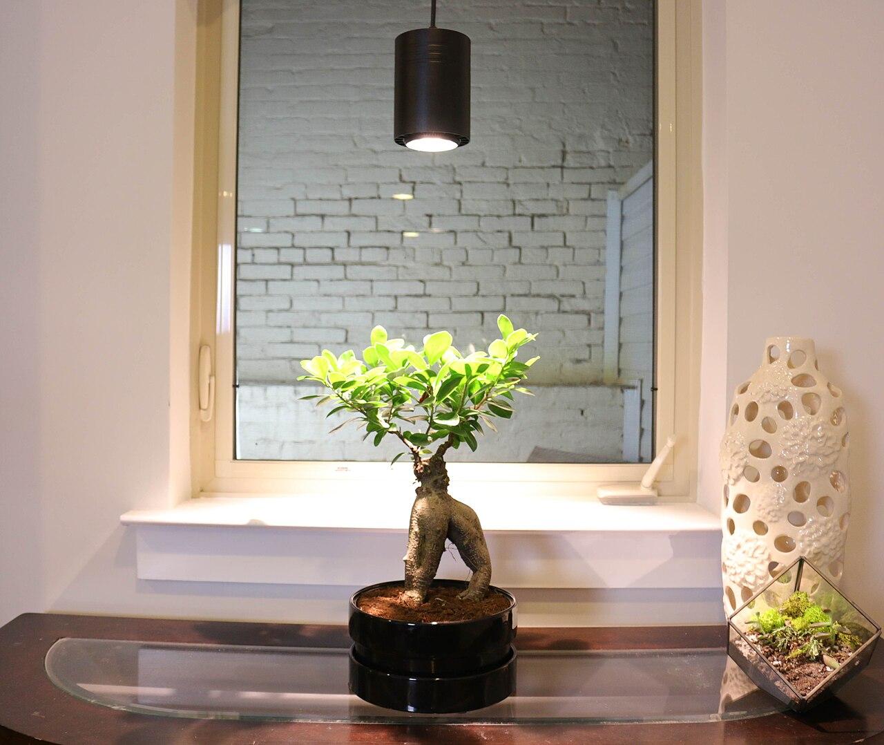 LED grow light suspended above a ficus bonsai on a table