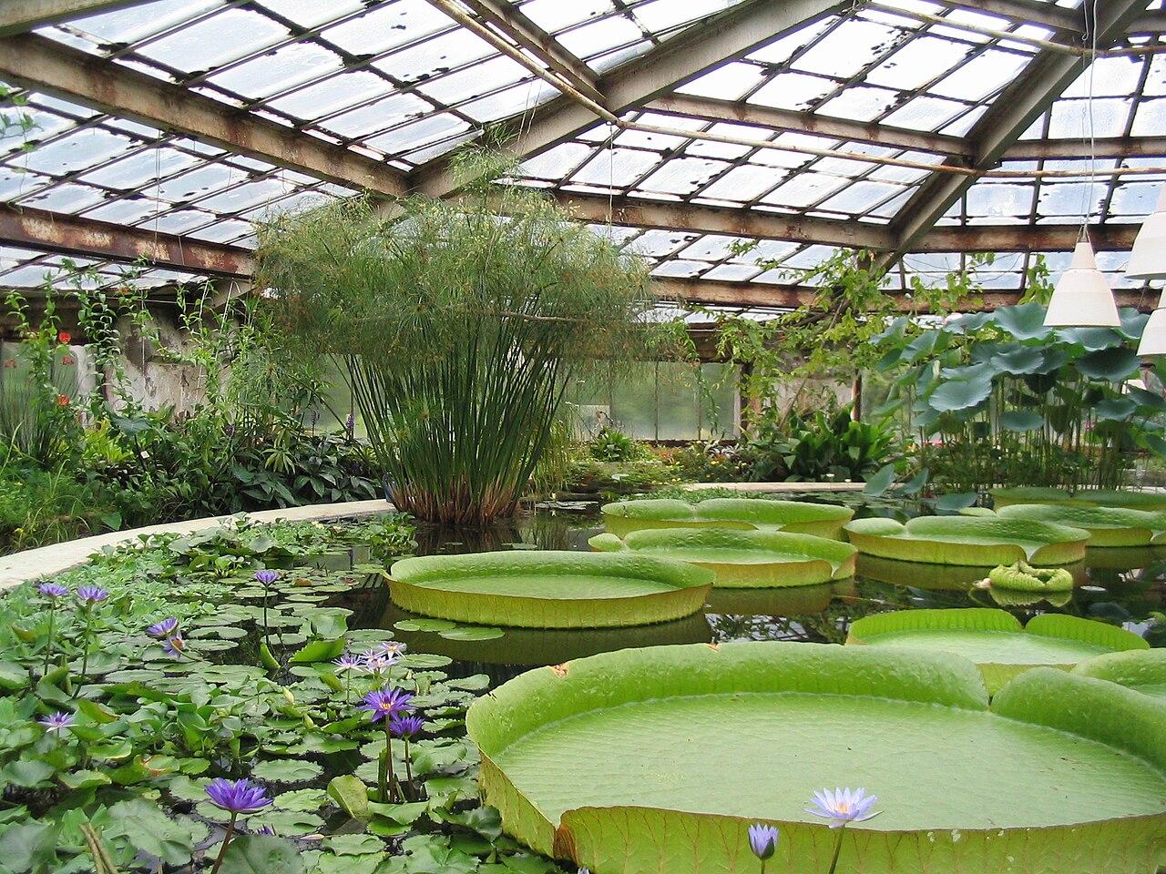 Glasshouse interior with water lilies and dense tropical planting