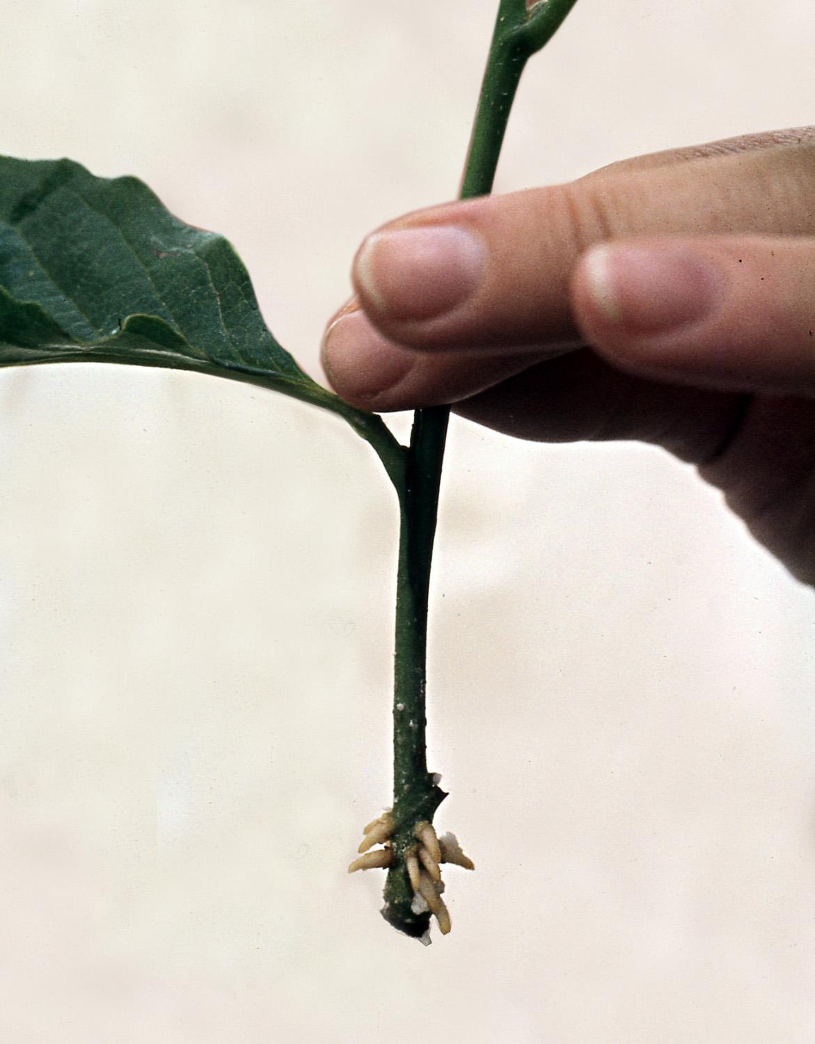 Adventitious roots emerging from the base of a plant cutting