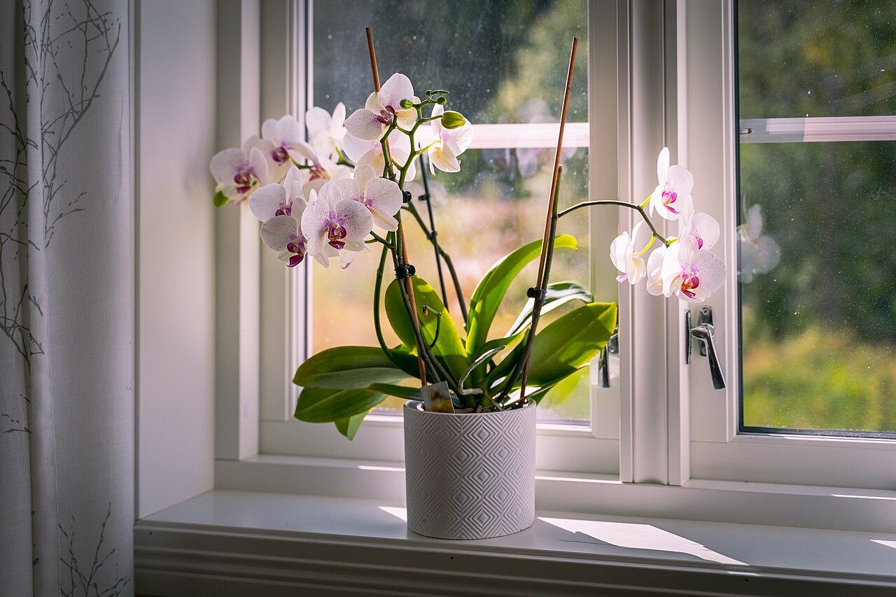Collection of potted houseplants arranged near a window indoors