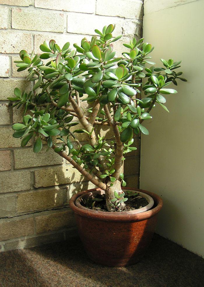 Jade plant with thick woody trunk and glossy oval succulent leaves