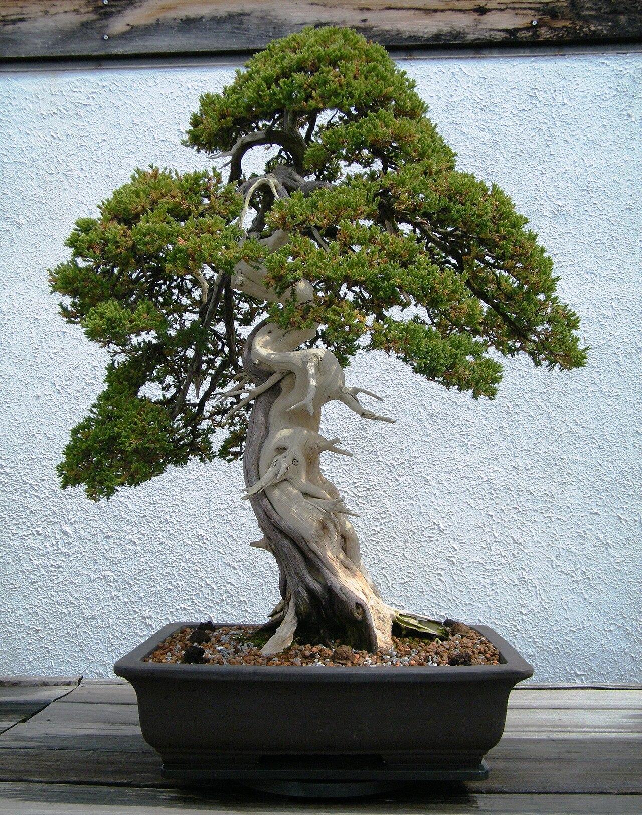 Juniper bonsai with dense foliage pads above a bleached deadwood trunk