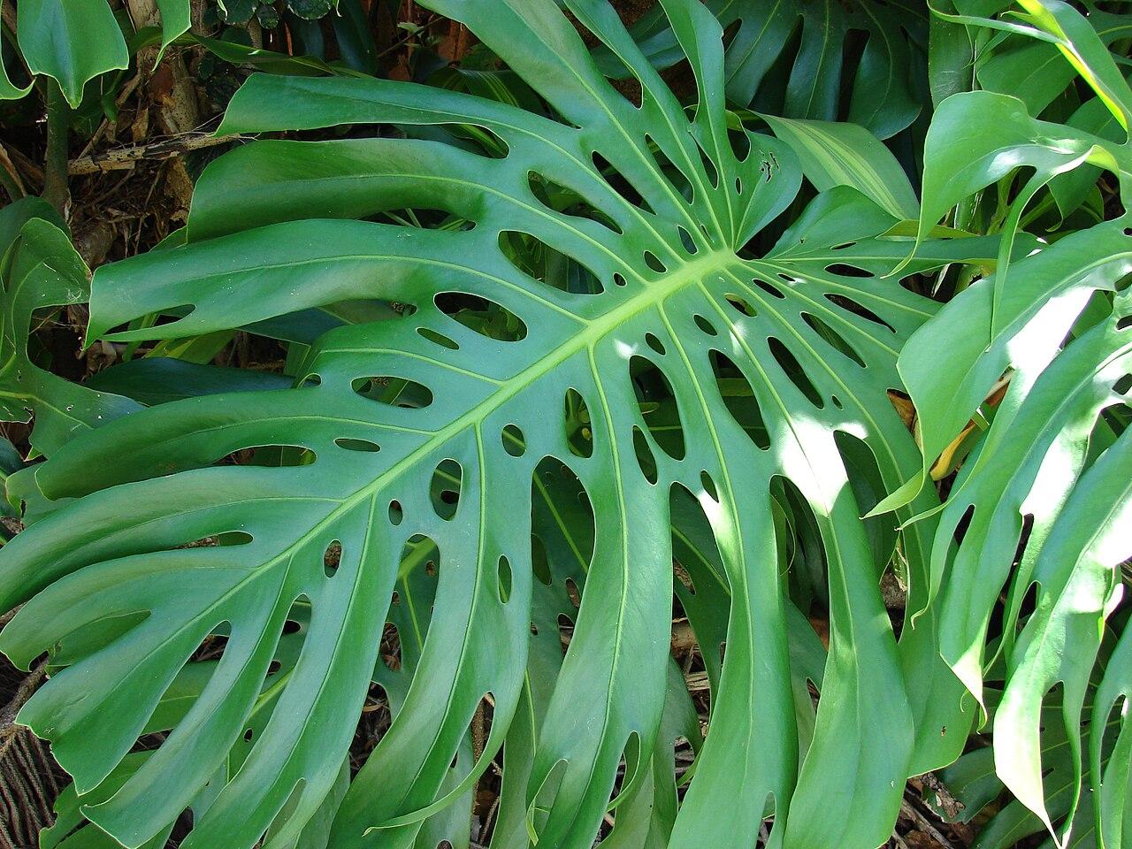 Mature Monstera deliciosa leaf with deep marginal splits and oval holes