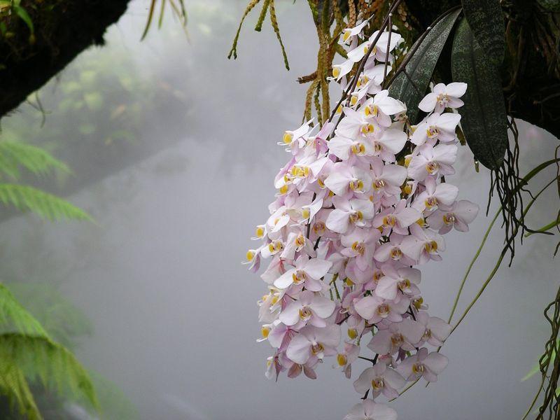 Phalaenopsis orchid in flower with thick white aerial roots