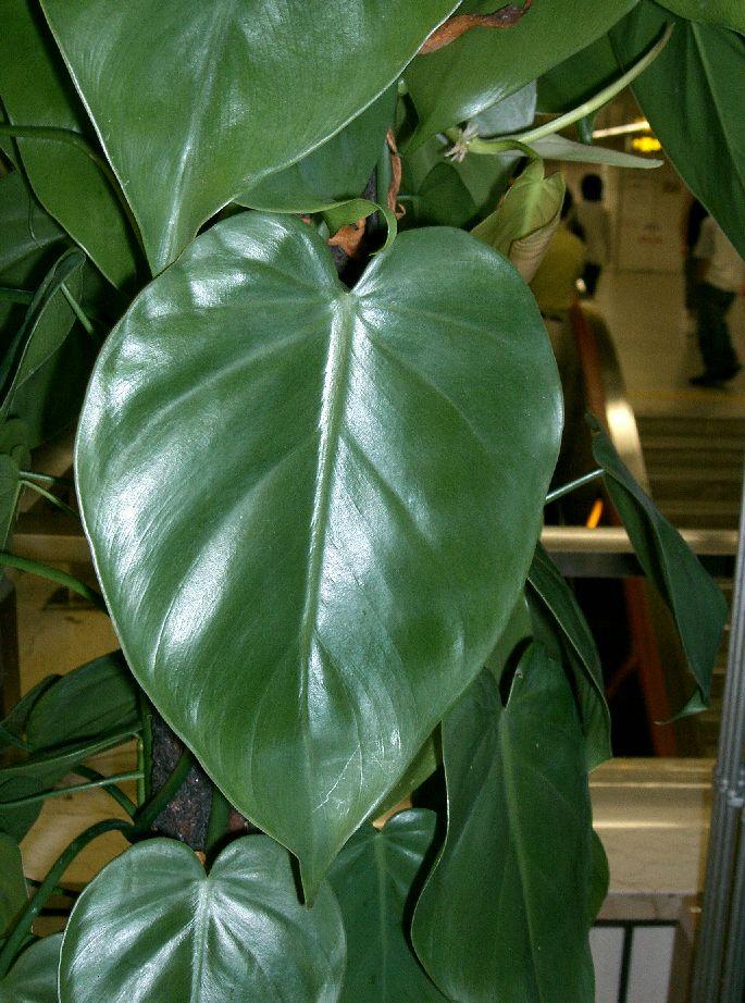 Heartleaf philodendron with matte heart-shaped leaves trailing from a stem