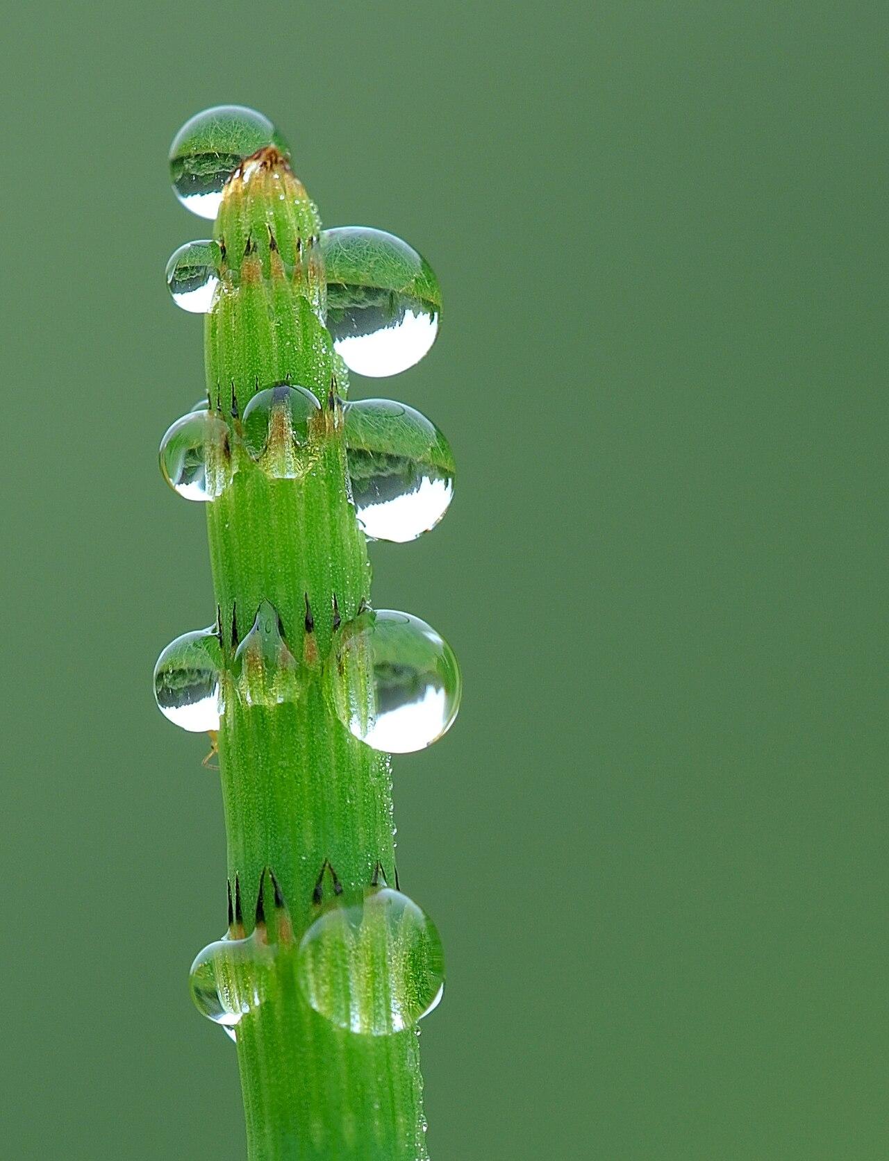 Guttation droplets held at the joints of a horsetail stem