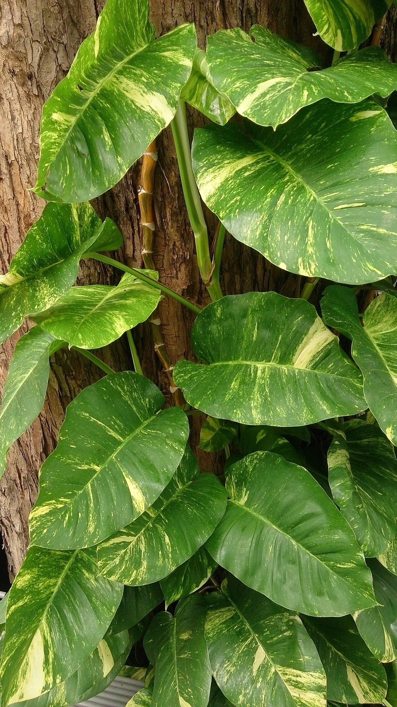Golden pothos with variegated heart-shaped leaves trailing from a pot