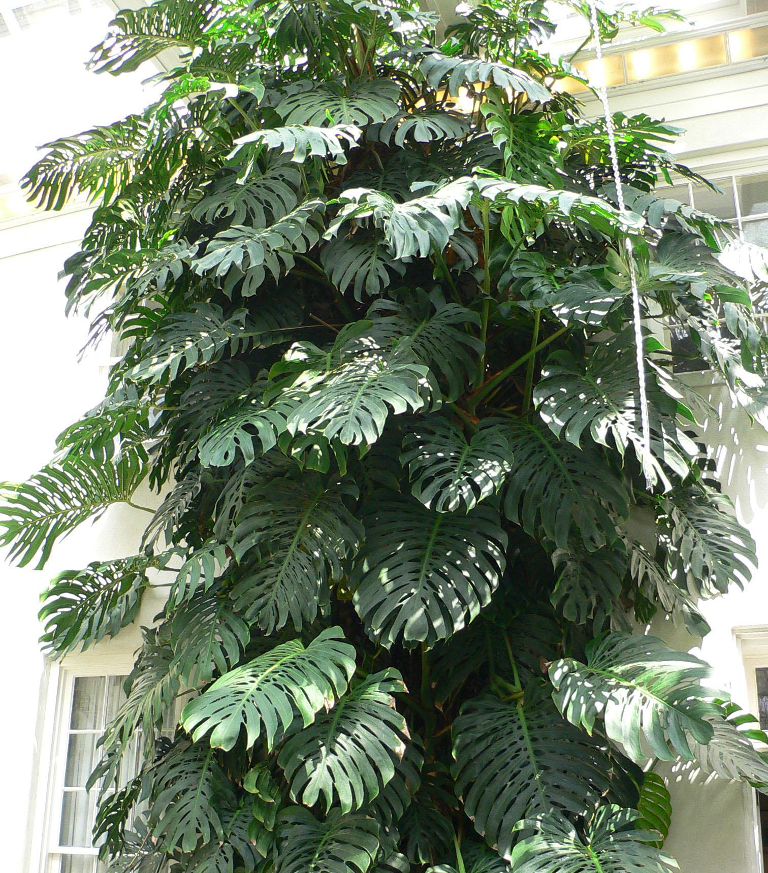 Mature Monstera deliciosa with large fenestrated leaves splitting along the margins