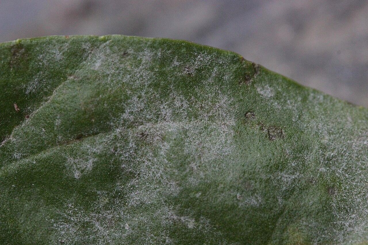White powdery mildew growth covering a green leaf surface