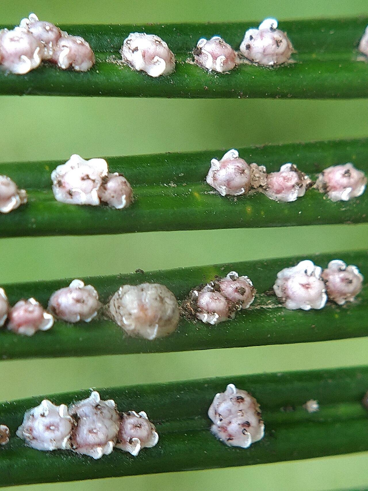 White wax scale insects clustered in rows along green plant stems