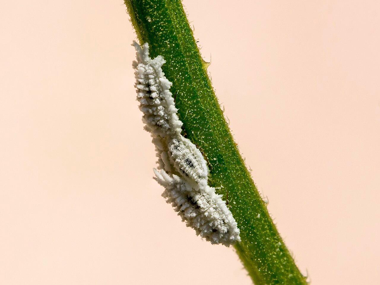 Mealybugs forming white waxy clusters on a plant stem