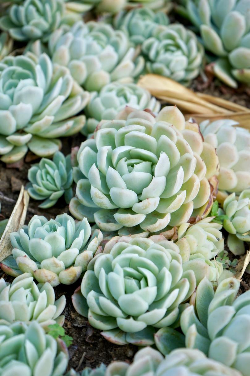 Rosette-forming Echeveria succulents with pale blue-green leaves growing in a cluster