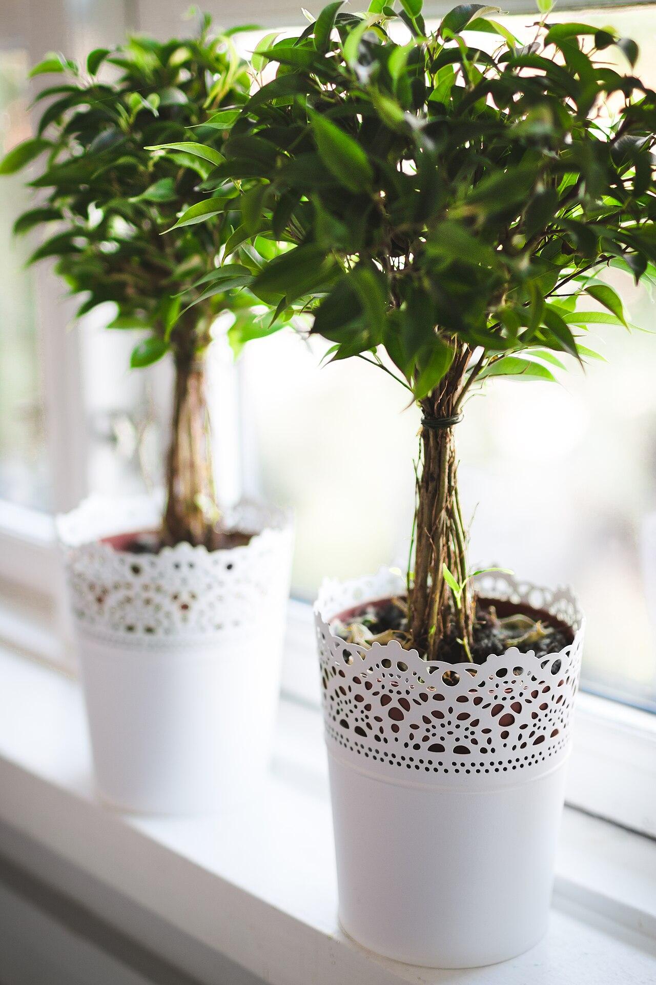 Two braided ficus trees in white pots on a bright windowsill