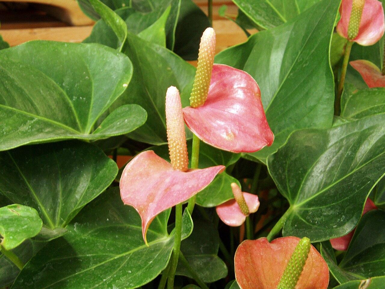 Anthurium plants with glossy leaves and pink spathes