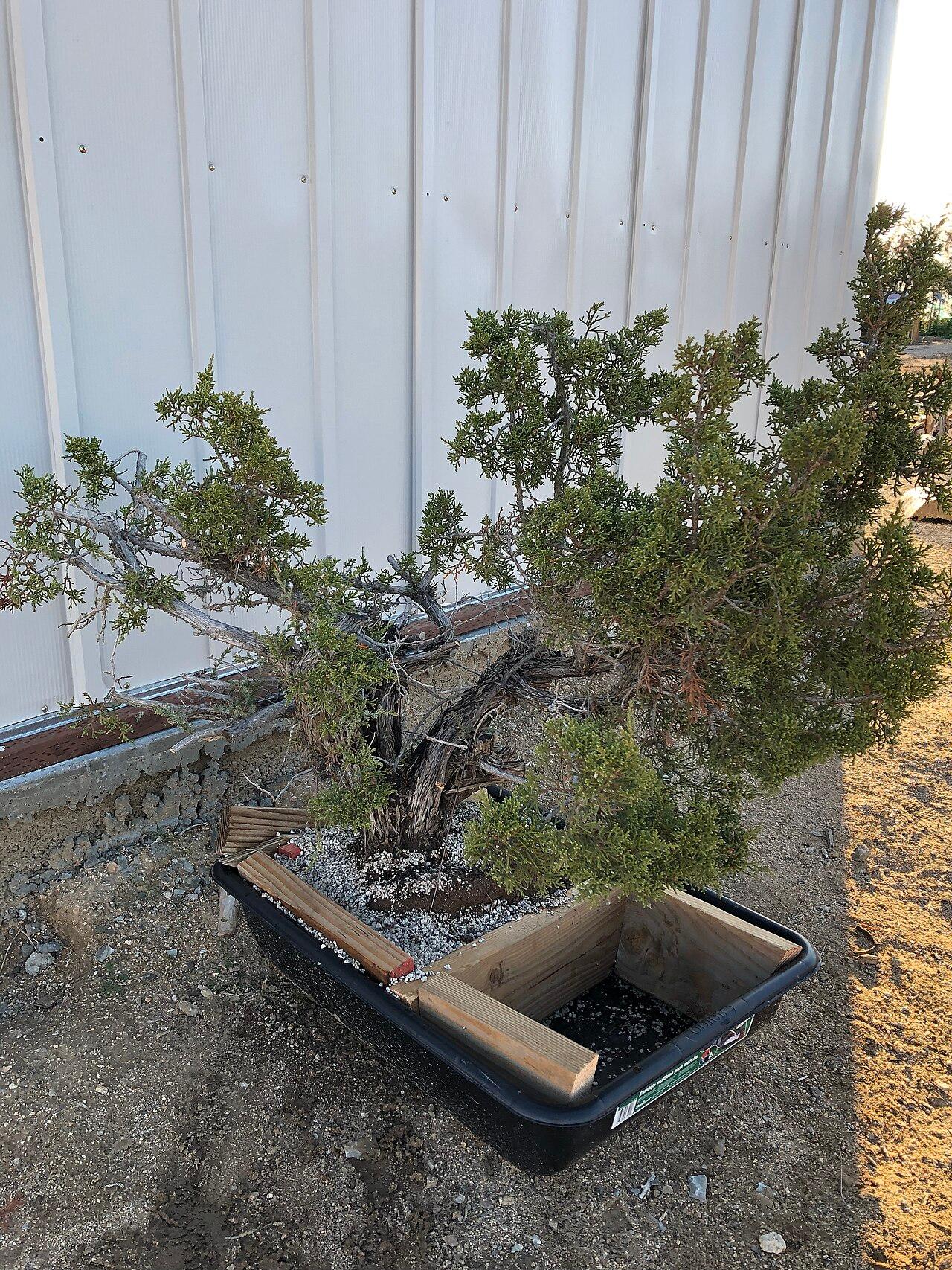 Collected juniper growing on in a rough training box rather than a bonsai pot