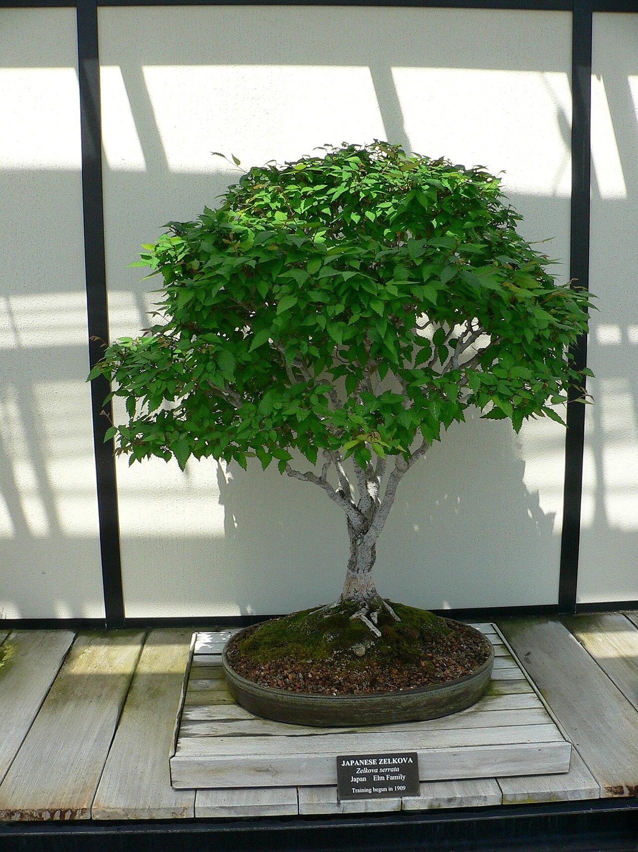 Zelkova bonsai showing fine twiggy branch ramification