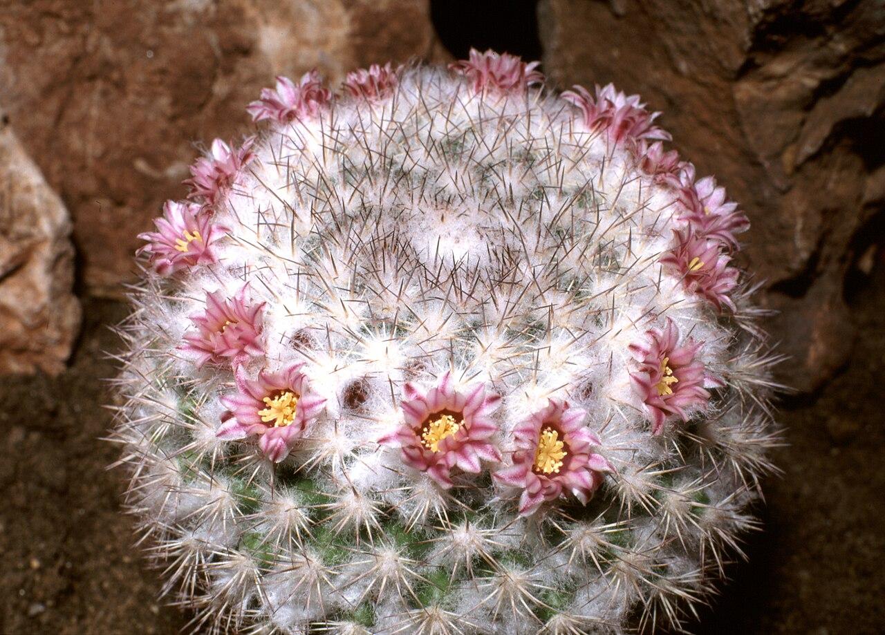 Mammillaria cactus with dense white spines and a ring of small flowers