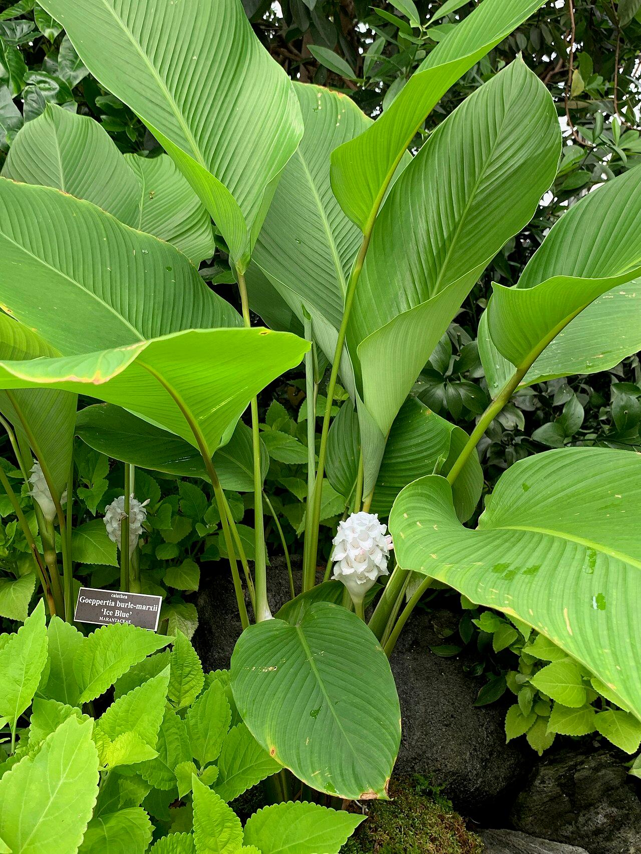 Patterned Goeppertia foliage with pale markings and dark green banding