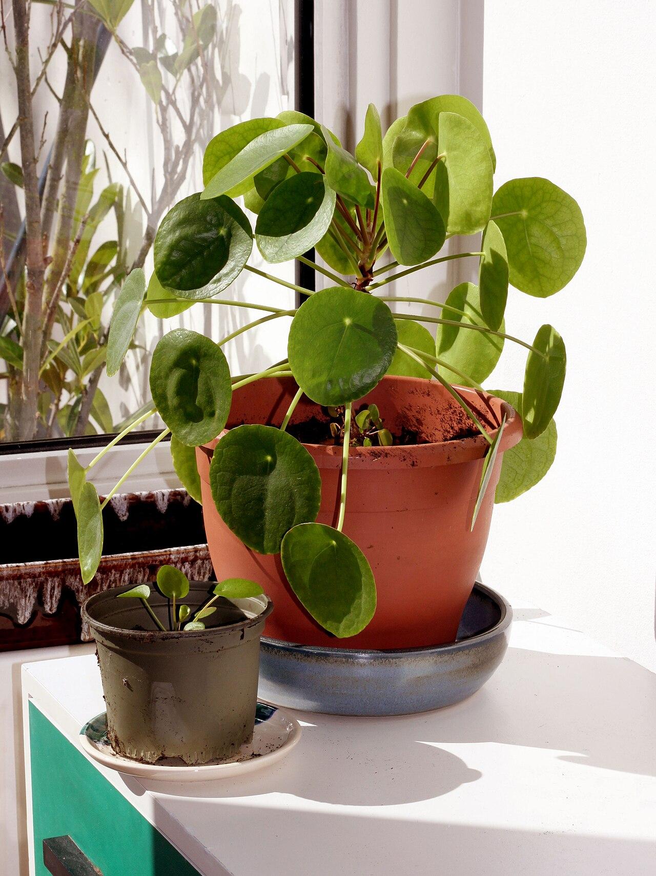 Chinese money plant, Pilea peperomioides, in a pot