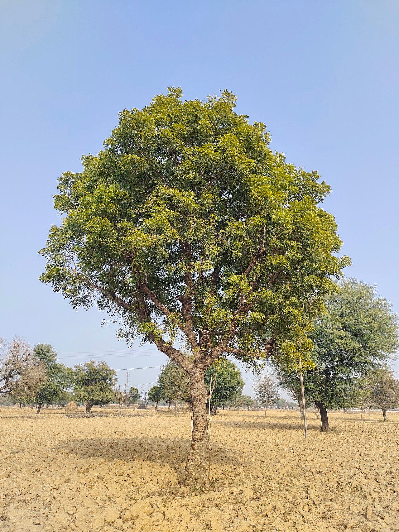 Neem tree, Azadirachta indica, the source of neem oil