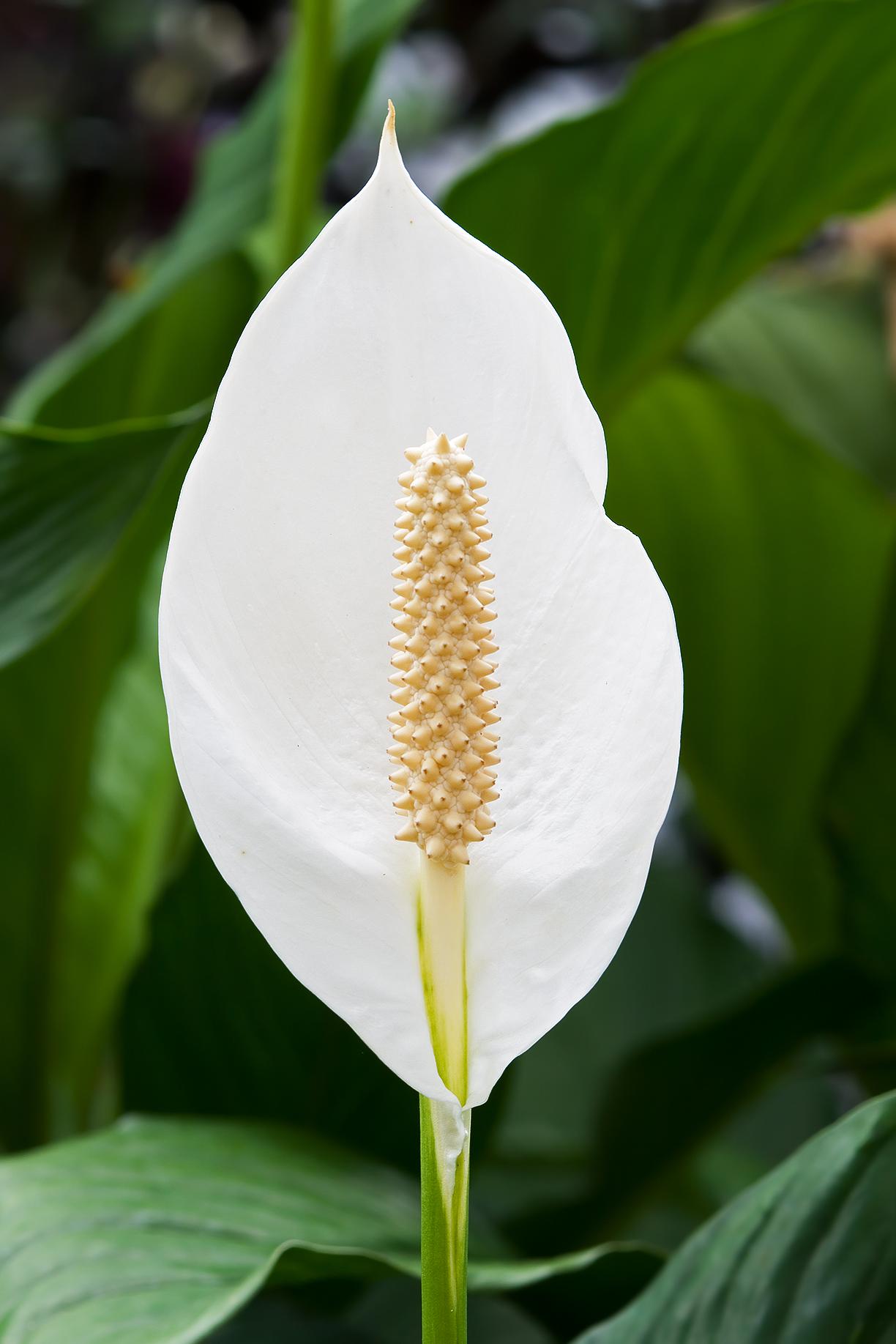 Peace lily with a white spathe and glossy dark green leaves