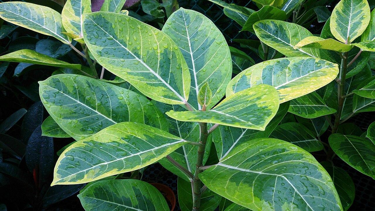 Variegated rubber plant with broad leaves edged in pale yellow