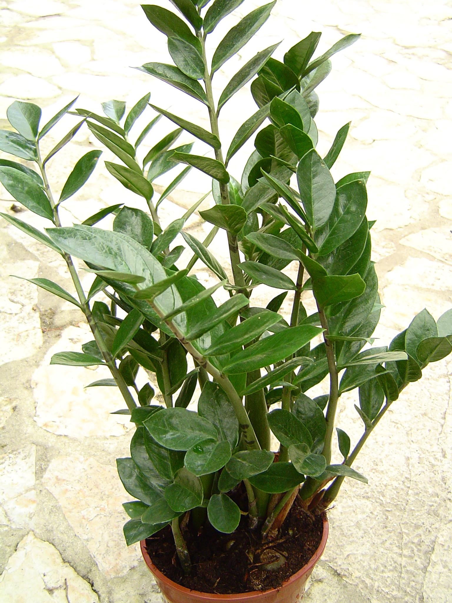 ZZ plant with upright stems of glossy dark green oval leaflets in a pot