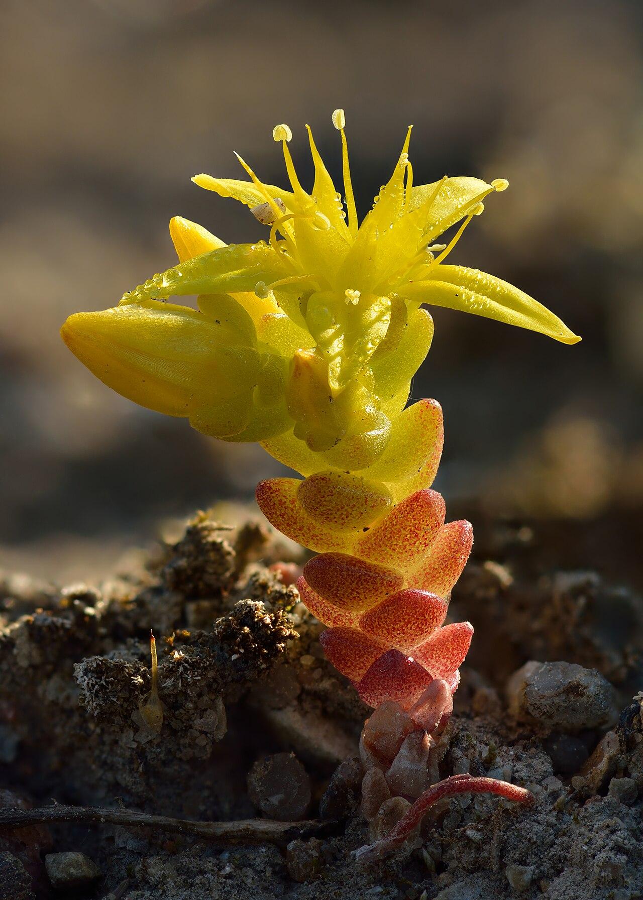 Sedum with fleshy blue-green leaves in a dense cluster